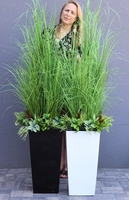 Anna Black, kompozycja z traw w czarnej donicy, wys.ok.160cm 