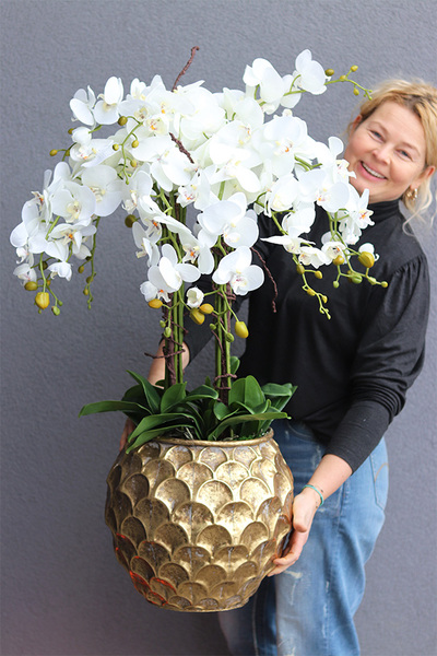 GoldenRose, bardzo elegancki storczyk, wys.100cm