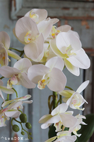 gumowy storczyk Manferdo Natural White, wys.58cm 