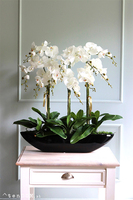 Big Laos Black, ekskluzywny storczyk w długiej czarnej donicy, wym.77x65cm