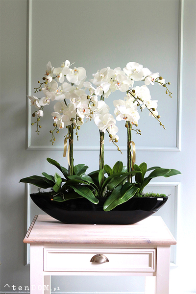 Big Laos Black, ekskluzywny storczyk w długiej czarnej donicy, wym.77x65cm