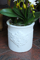 storczyk Casandra w białej donicy, wys.84cm