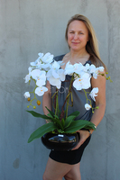 storczyk Camilla Black w ceramicznej, czarnej donicy, wys.61cm