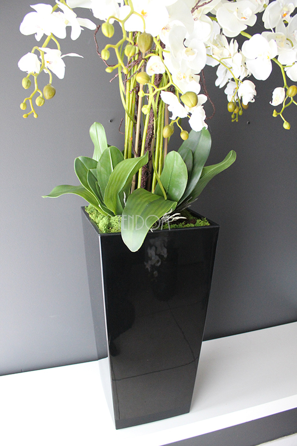 duży storczyk Mediolan w czarnej donicy, wys.118cm