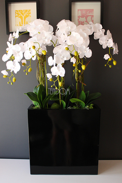 duży storczyk Marco Grande Black, wys.110cm 