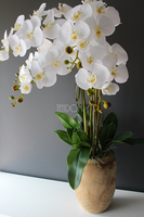 biały storczyk Wood w nowoczesnej, drewnianej donicy wys.90cm