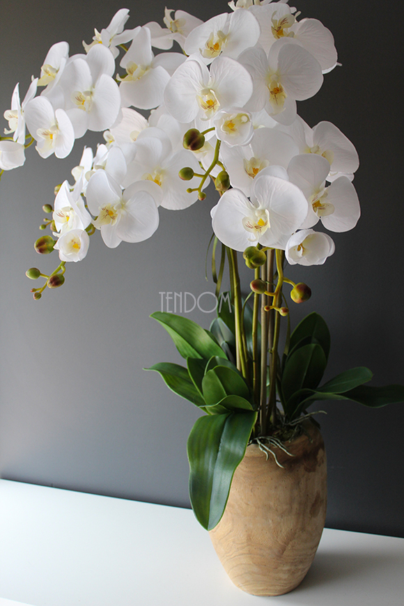 biały storczyk Wood w nowoczesnej, drewnianej donicy wys.90cm