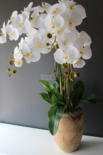 biały storczyk Wood w nowoczesnej, drewnianej donicy wys.90cm