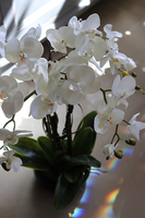 storczyk Camilla Small w ceramicznej, czarnej donicy, wys.66cm