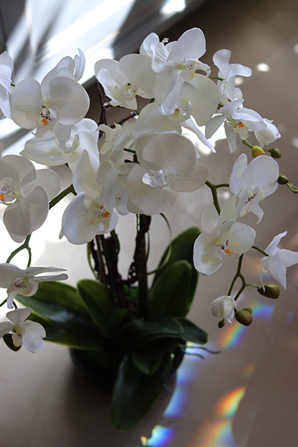 storczyk Camilla Small w ceramicznej, czarnej donicy, wys.66cm