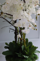 Premiossa, storczyk w stretchu do obsadzenia, wys.110cm