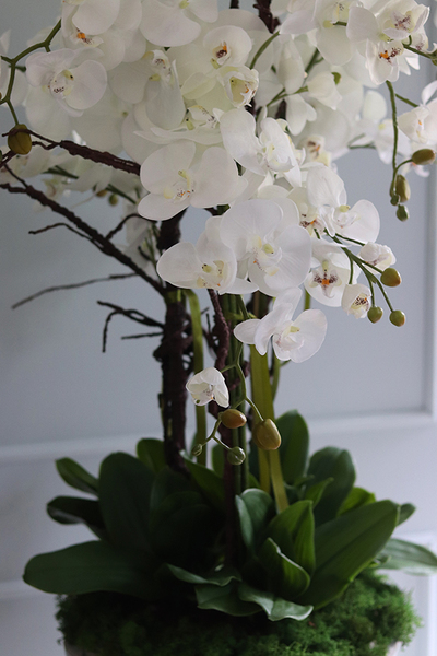 Premiossa, storczyk w stretchu do obsadzenia, wys.110cm