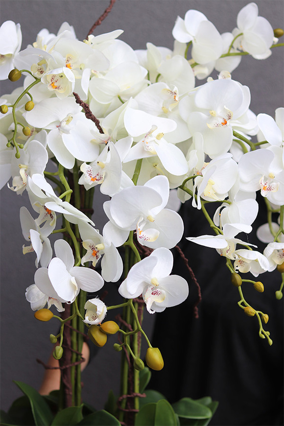 GoldenRose, bardzo elegancki storczyk, wys.100cm