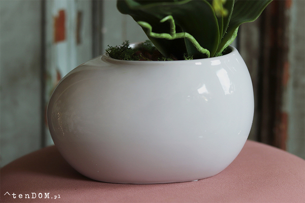 gumowy storczyk Manferdo Natural White, wys.58cm 