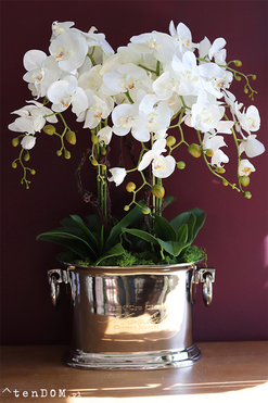 Alessio, ekskluzywny storczyk w coolerze, wys.85cm