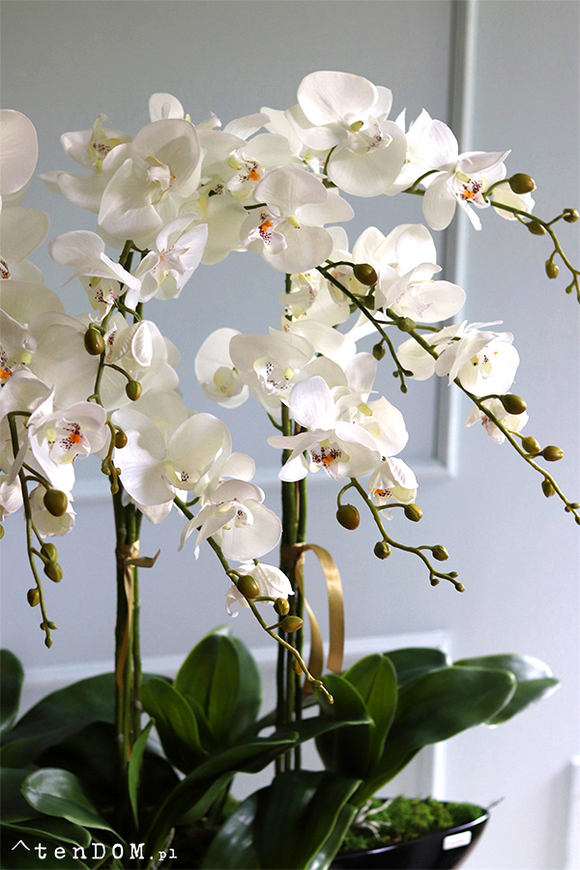 Big Laos Black, ekskluzywny storczyk w długiej czarnej donicy, wym.77x65cm