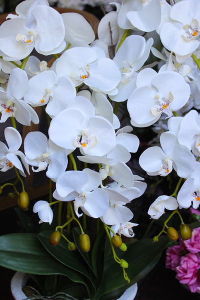 storczyk Casandra w białej donicy, wys.84cm