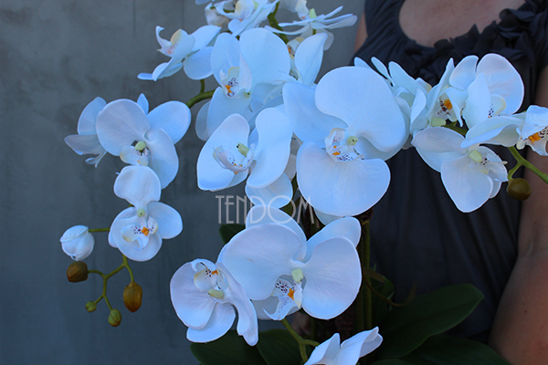 storczyk Camilla Black w ceramicznej, czarnej donicy, wys.61cm