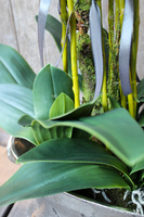 duży storczyk w aluminiowej donicy Bella Italia wys.85cm