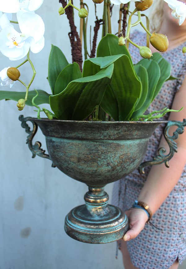 szlachetny storczyk Regenta w metalowym pucharze, wys.82cm