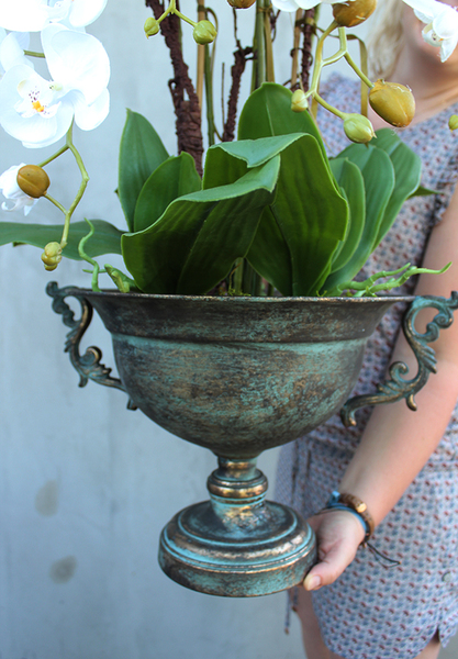 szlachetny storczyk Regenta w metalowym pucharze, wys.82cm