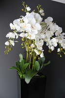 duży storczyk Mediolan w czarnej donicy, wys.118cm