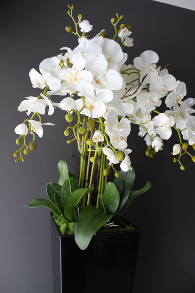 duży storczyk Mediolan w czarnej donicy, wys.118cm