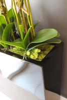 duży storczyk Marco Grande Black, wys.110cm 