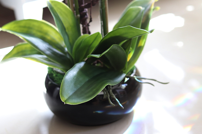 storczyk Camilla Small w ceramicznej, czarnej donicy, wys.66cm