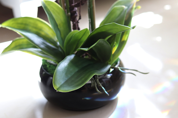 storczyk Camilla Small w ceramicznej, czarnej donicy, wys.66cm