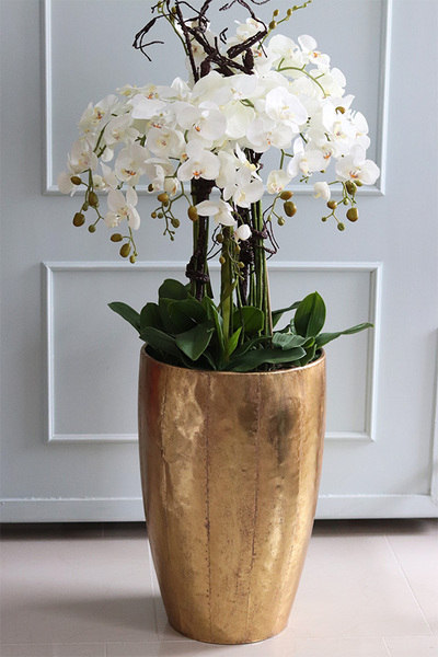 bardzo elegancki storczyk Złota Bajka, wys.140cm