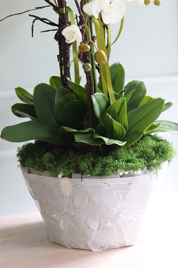 Premiossa, storczyk w stretchu do obsadzenia, wys.110cm