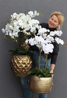 GoldenRose, bardzo elegancki storczyk, wys.100cm