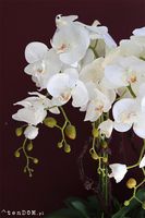 Alessio, ekskluzywny storczyk w coolerze, wys.85cm