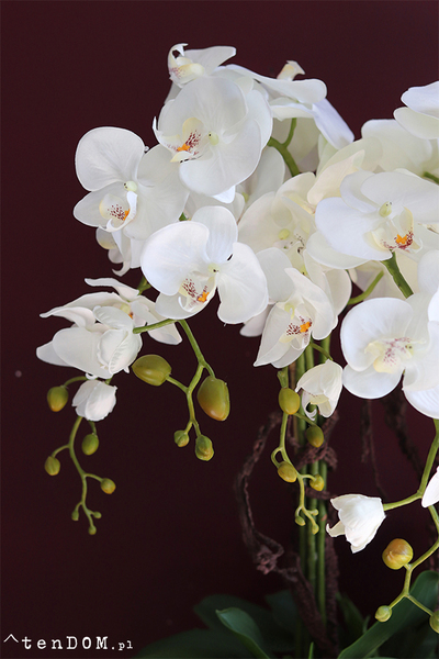 Alessio, ekskluzywny storczyk w coolerze, wys.85cm