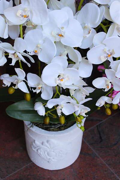 storczyk Casandra w białej donicy, wys.84cm