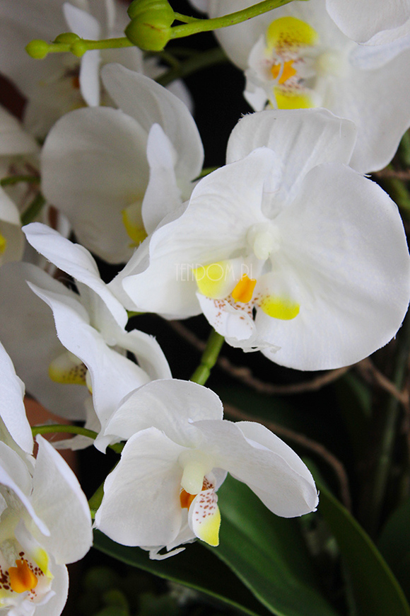 nietuzinkowy storczyk sztuczny Panata, wys.54cm