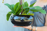 storczyk Camilla Black w ceramicznej, czarnej donicy, wys.61cm