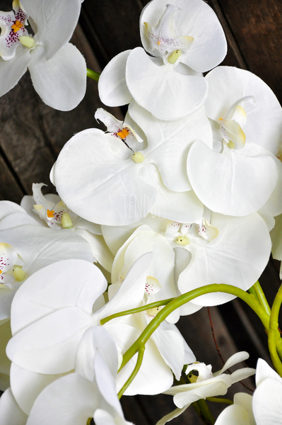 duży storczyk w aluminiowej donicy Bella Italia wys.85cm