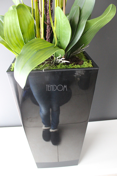 duży storczyk Mediolan w czarnej donicy, wys.118cm