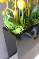 duży storczyk Marco Grande Black, wys.110cm 