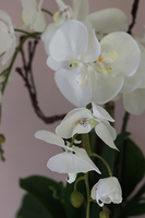 Tellano Small, efektowny storczyk w srebrnej donicy, wys.55cm