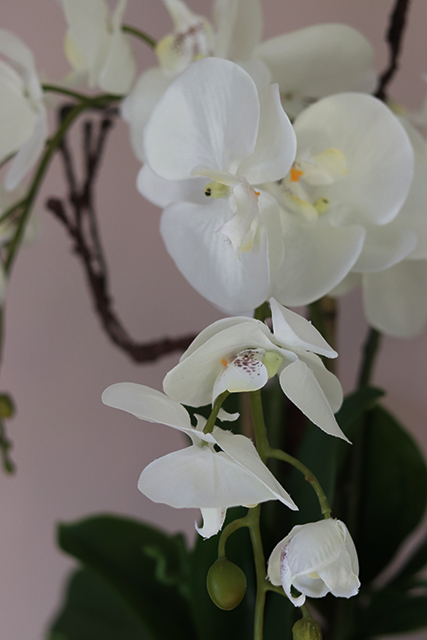 Tellano Small, efektowny storczyk w srebrnej donicy, wys.55cm