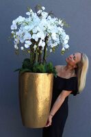 bardzo elegancki storczyk Złota Bajka, wys.140cm