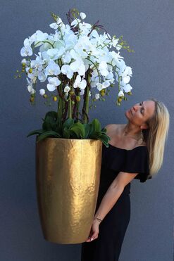 bardzo elegancki storczyk Złota Bajka, wys.140cm