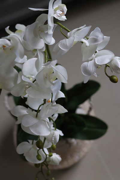 Georgia Small, efektowny storczyk w koszu z trawy, wys.76cm