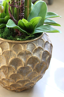 GoldenRose, bardzo elegancki storczyk, wys.100cm