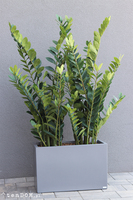 Fiberglass Zamiokulkas, sztuczne drzewka w nowoczesnej donicy, wys.160cm