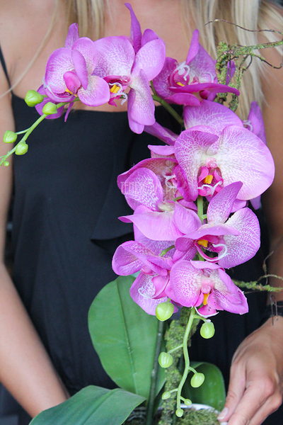 storczyk Asimetrio w białej donicy, wys.57cm