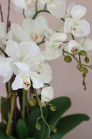 Tellano Big, efektowny storczyk w srebrnej donicy, wys.60cm